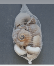 Bag of Shells