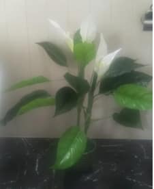 Artificial Madonna Lily Plant