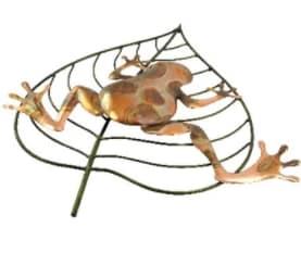 frog on leaf